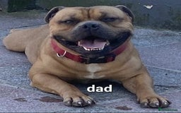 Staffordshire Bull Terrier dogs for sale: 2 red/2 red fawn puppies - Image 7