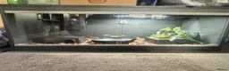 Python Snake reptiles for sale: Beautiful female Pied Royal python.  - Advert 11