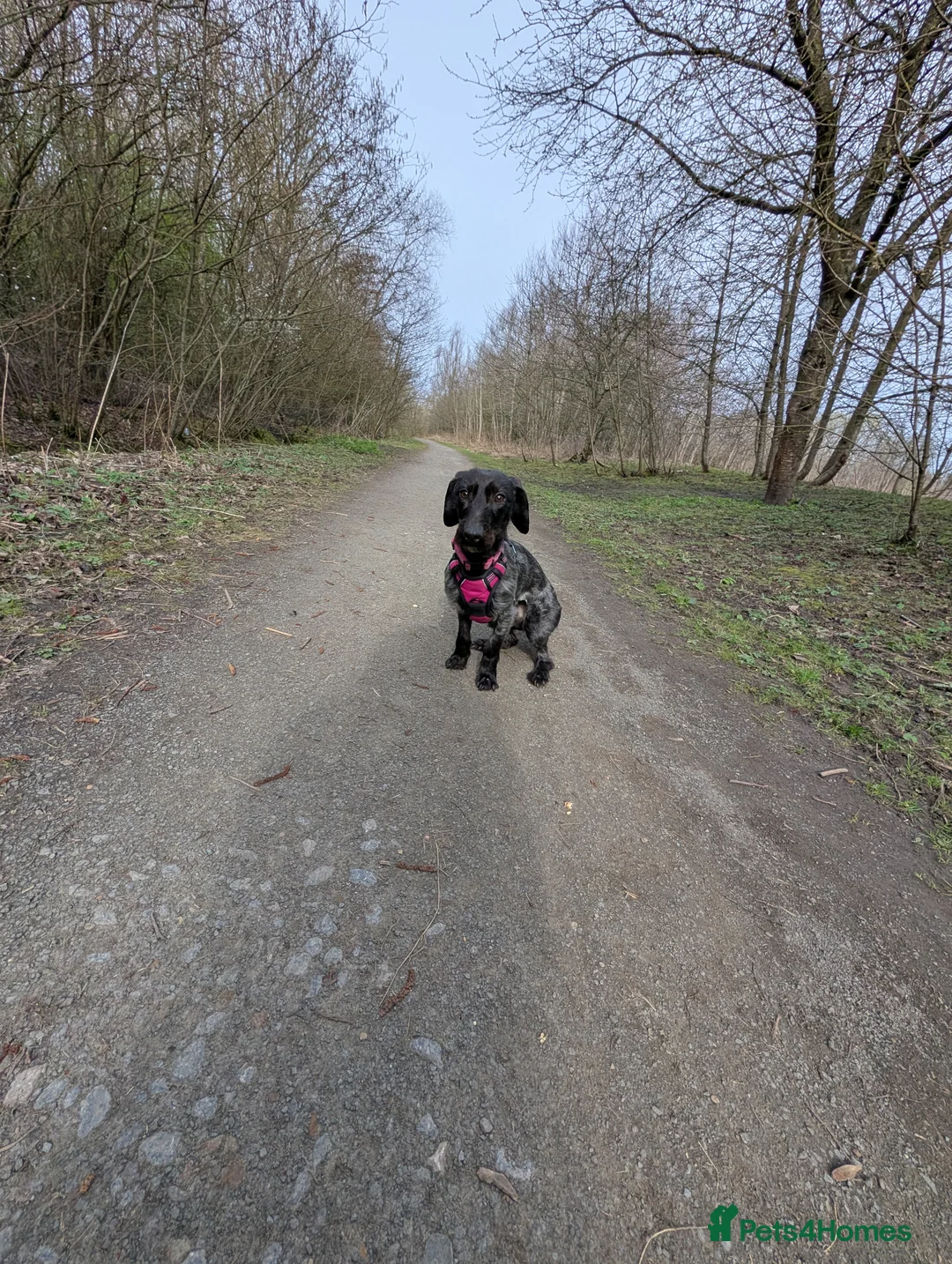 Mixed Breed dogs for sale: Female dauschand cross  - Advert 1