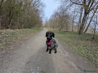 Mixed Breed dogs Female dauschand cross - Advert 1