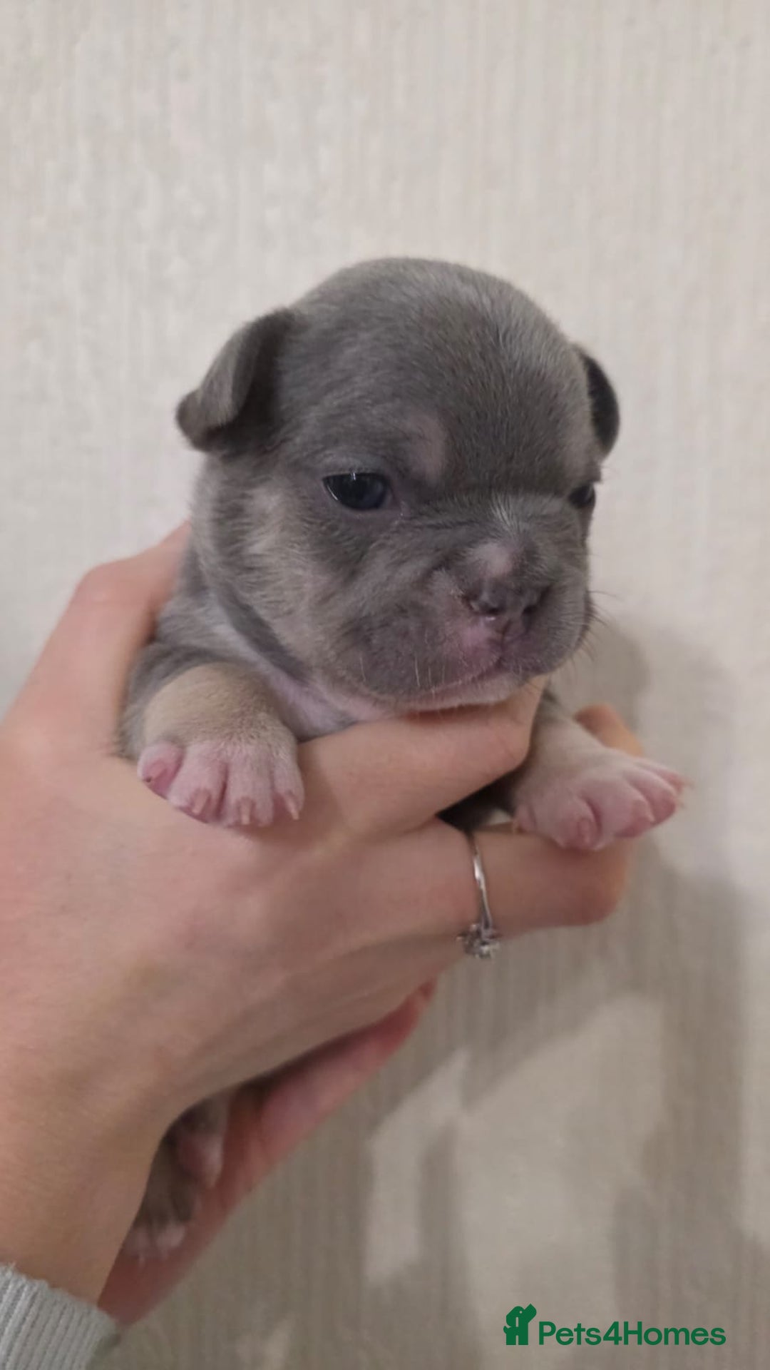 French Bulldog dogs for sale: Beautiful litter of French Bulldogs - Advert 18