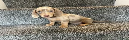 Miniature Dachshund dogs for sale: READY NOW MINIATURE DACHSHUNDS ASK FOR DETAILS - Advert 4