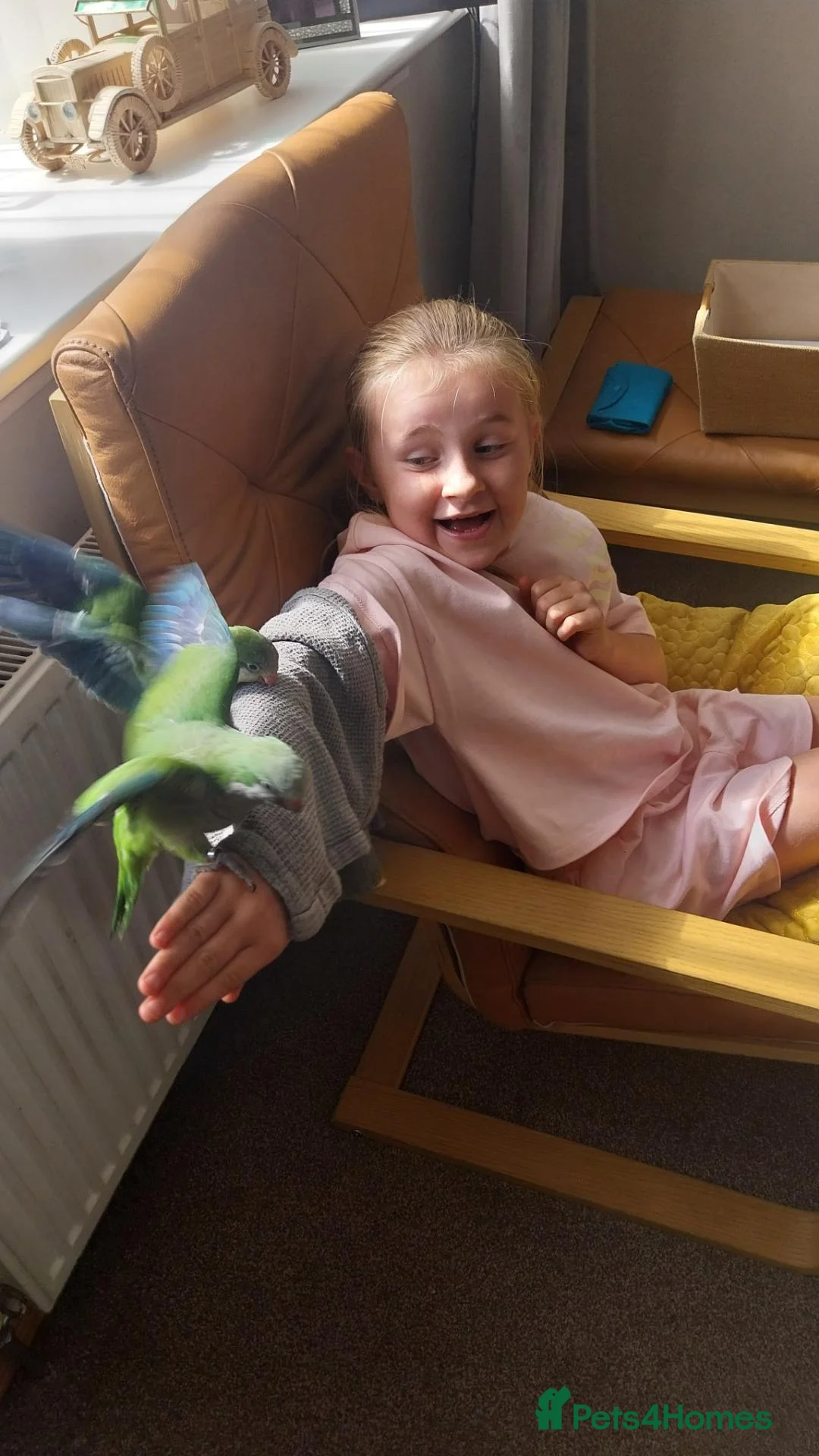 Parakeets birds for sale:  Green dna tested  male Hand tame quaker parrots  - Advert 2