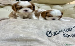 Cavalier King Charles Spaniel dogs for sale: Champion Sired KC Reg Cavalier King Charles  - Image 6