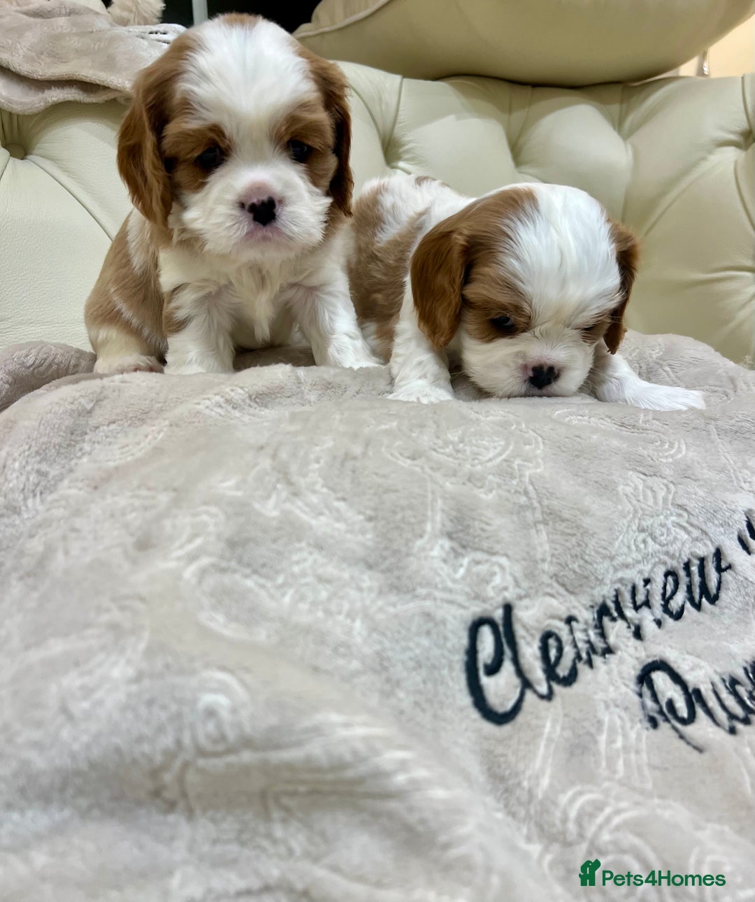 Cavalier King Charles Spaniel dogs for sale: Champion Sired KC Reg Cavalier King Charles  - Image 6