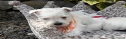 West Highland Terrier dogs for sale: Gorgeous Westie female puppies - Advert 7