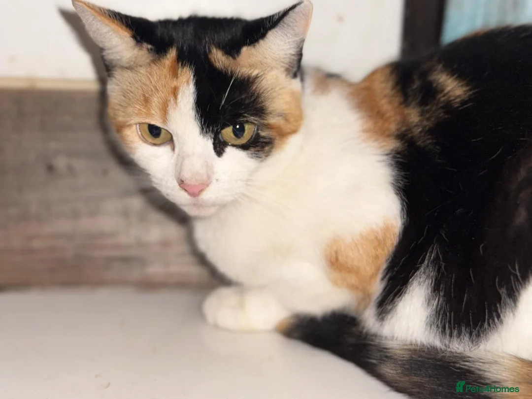 Mixed Breed cats for adoption: Tortie rescue kitten ready for new home - Advert 3
