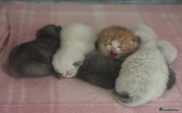 British Shorthair cats for sale: TICA registered colourful littler of BSH kittens  - Image 11