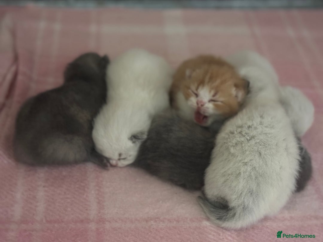 British Shorthair cats for sale: TICA registered colourful littler of BSH kittens  - Image 11