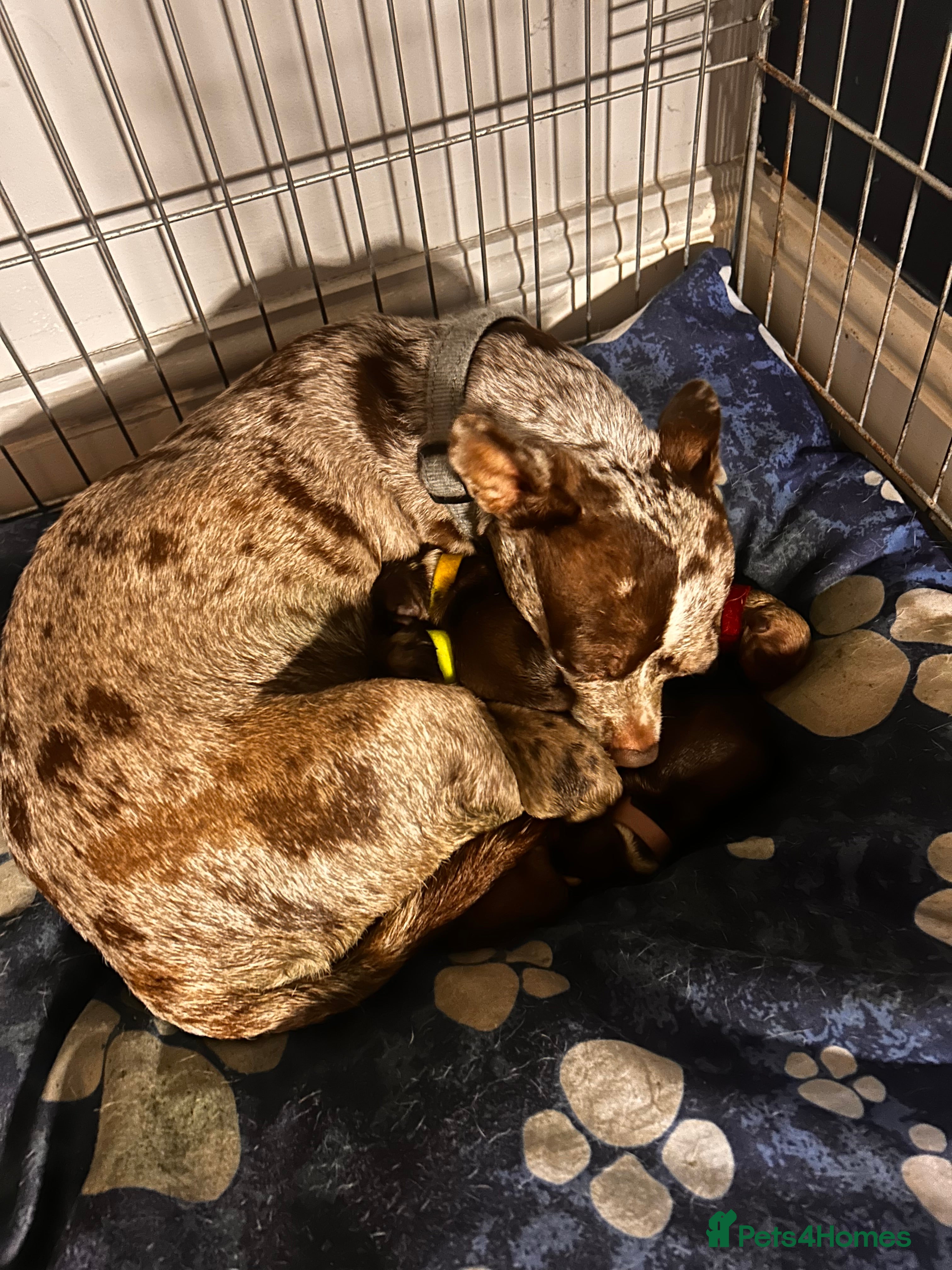 Chihuahua dogs Rare Merle Chihuahua Puppies Beautiful Litter of 8 - Advert 1