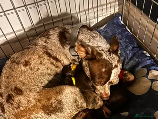 Chihuahua dogs Rare Merle Chihuahua Puppies Beautiful Litter of 8 - Advert 1