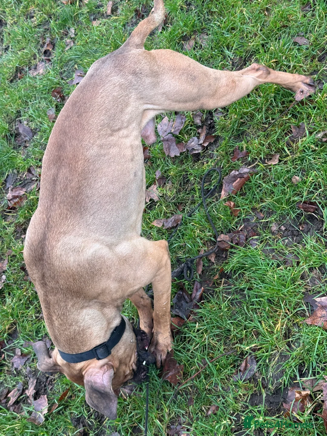 American Bull Staffy dogs for stud: Creed x karma  - Advert 2