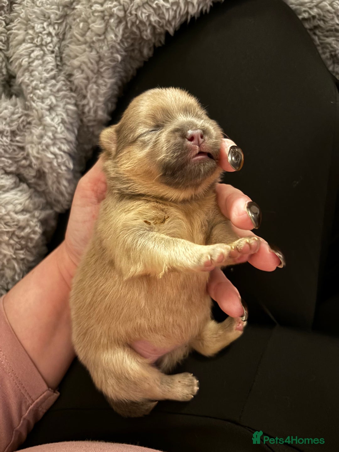 Pomeranian dogs for sale: Rare KC Lilac, Blue and Blue Sable Pups!  - Advert 5