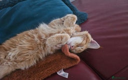 Maine Coon cats for sale: Male main coon - Image 4