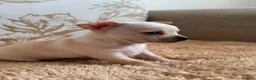 Chihuahua dogs for sale: Chihuahua Puppies  - Advert 7