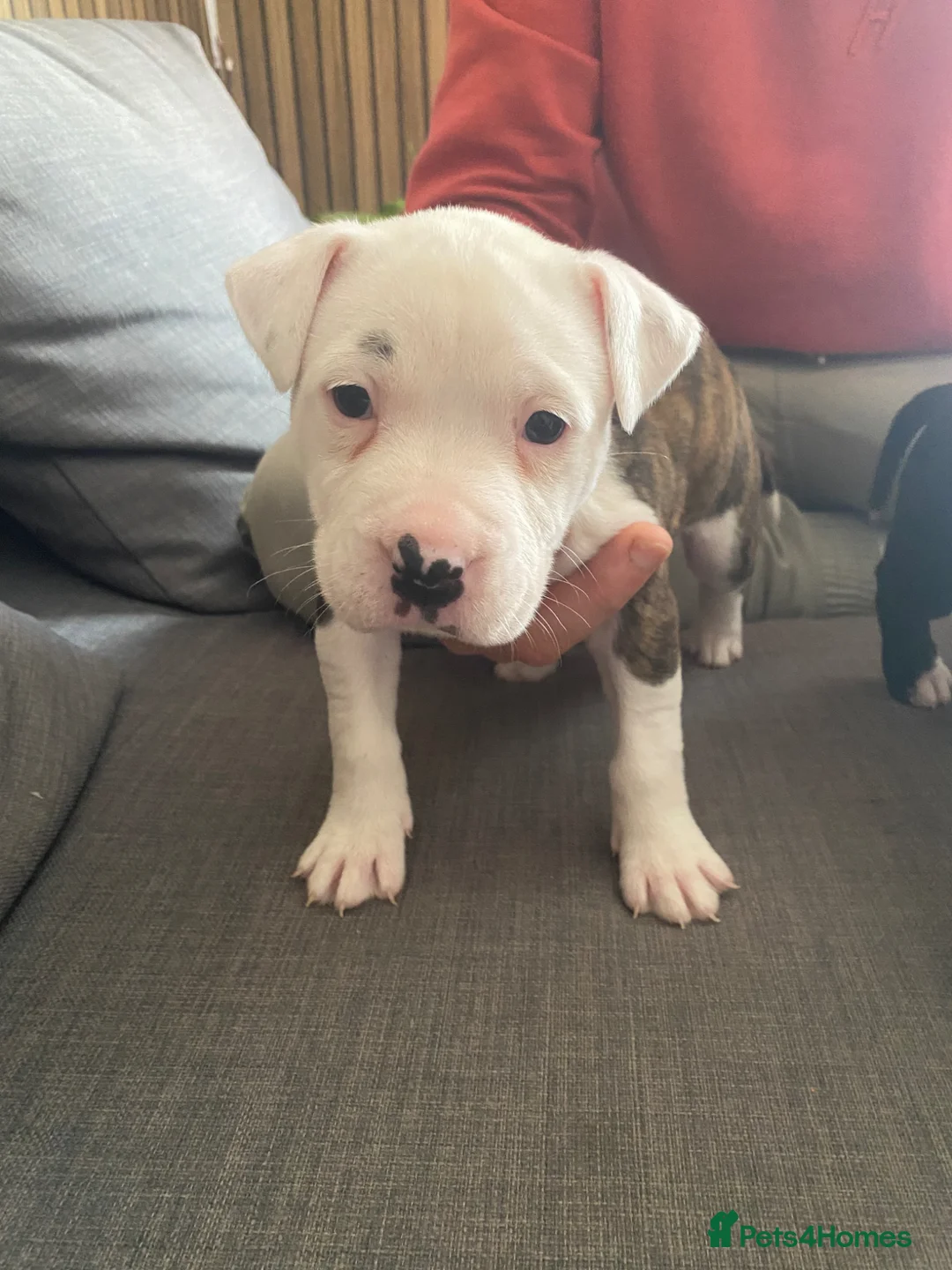 Staffordshire Bull Terrier dogs for sale: Staffy for sale  - Advert 8