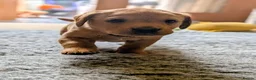 Labrador Retriever dogs for sale: Fox red Labrador puppies - Advert 22
