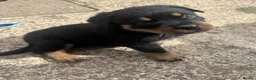 Rottweiler dogs for sale: We have Stunning Rotties puppy in Taunton - Advert 2