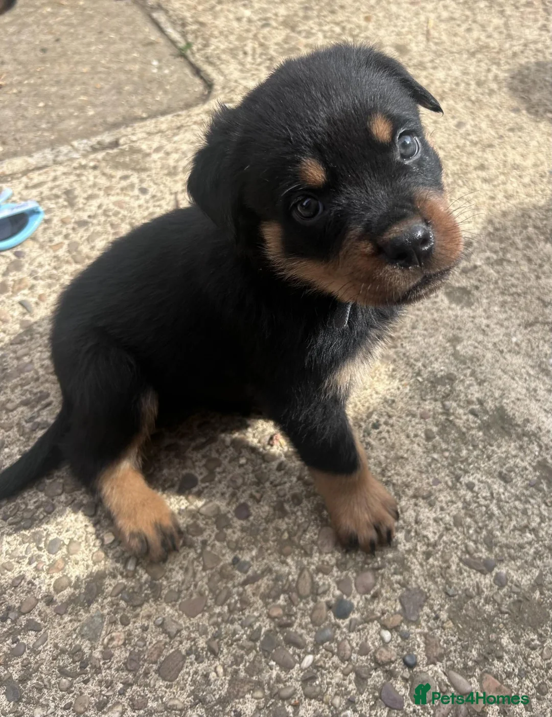 Rottweiler dogs for sale: We have Stunning Rotties puppy in Taunton - Advert 2