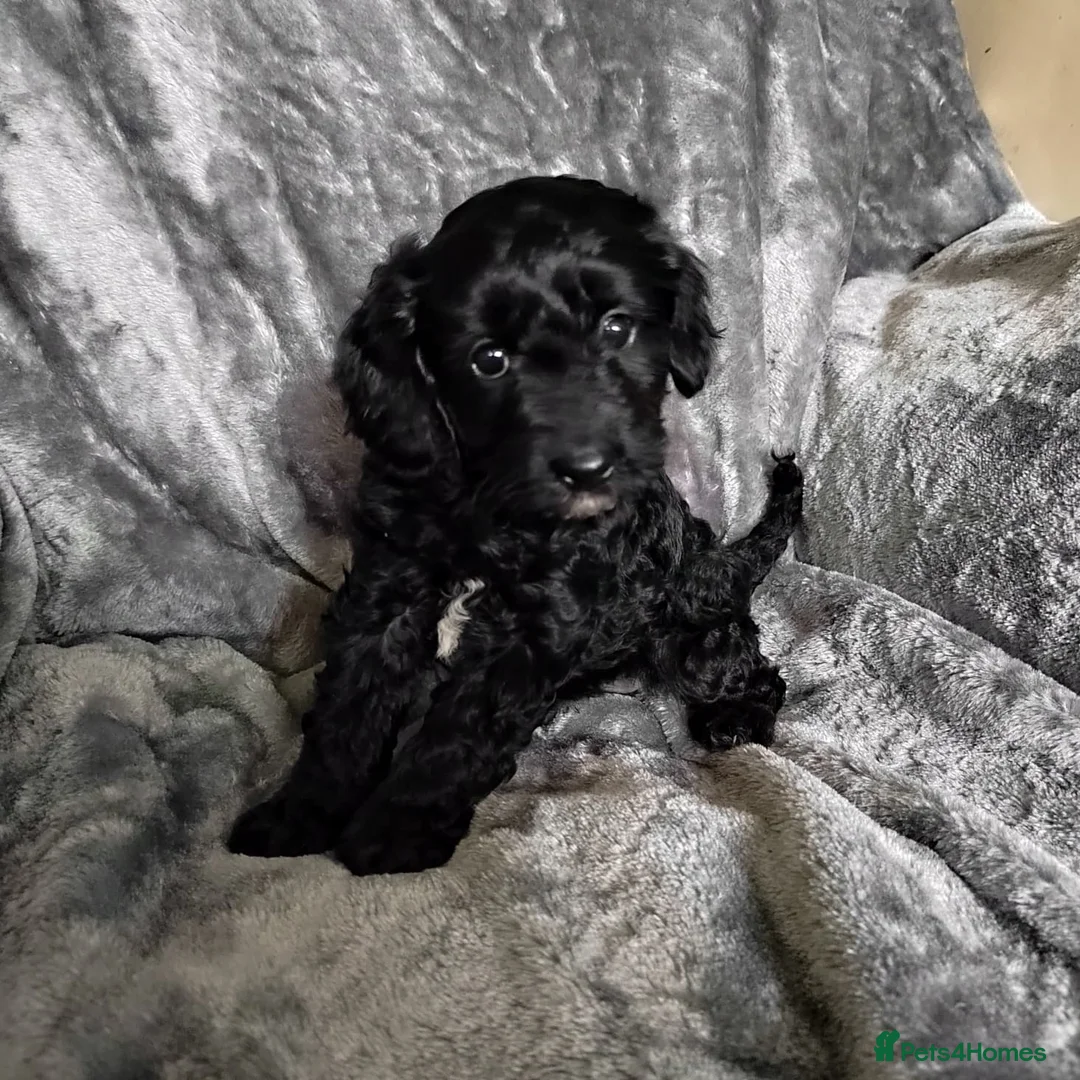 Cavapoo dogs for sale: Stunningly gorgeous Cavapoo puppies for sale  - Advert 2
