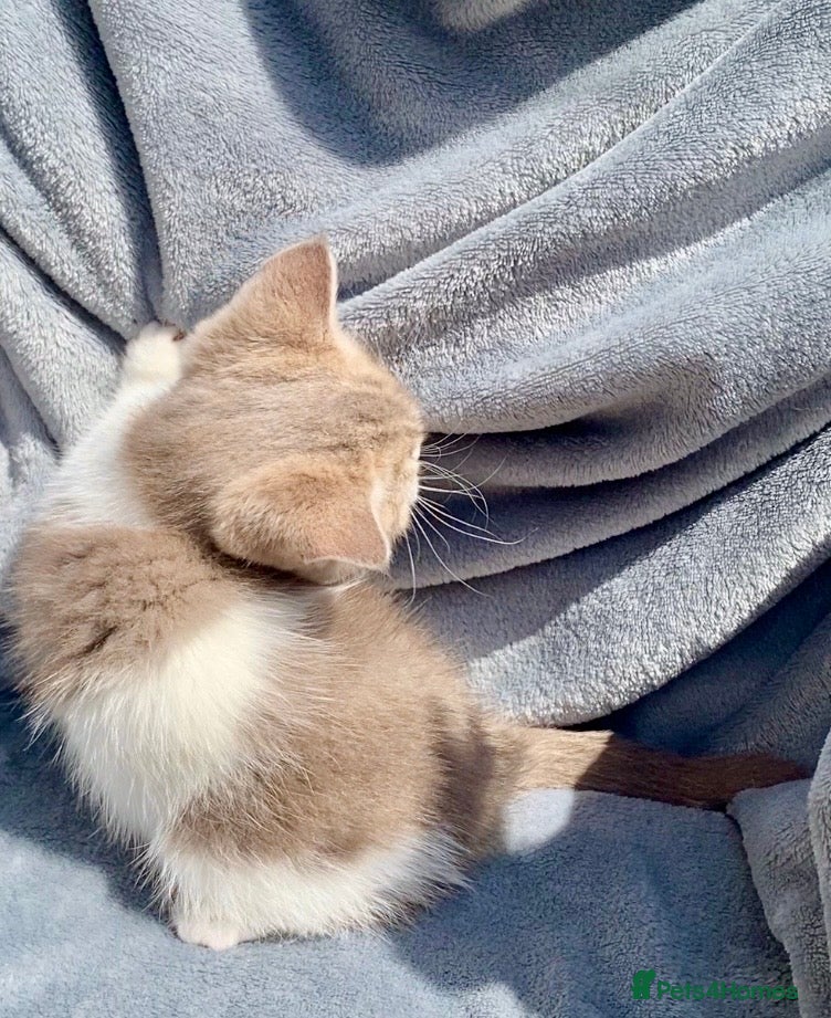 Scottish Fold cats 🧸1 OUTSTANDING TICA FAWN BICOLOUR GIRL LEFT 🧸 - Advert 2