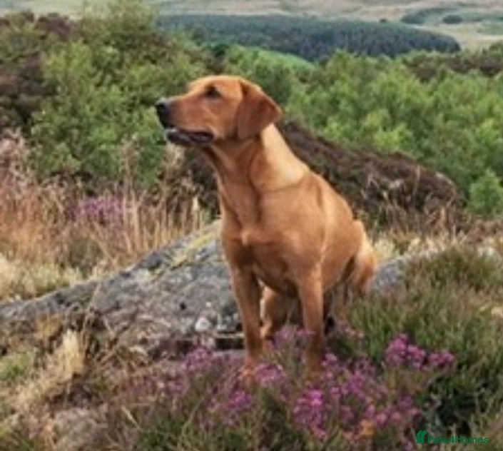 Labrador Retriever dogs Fox Red Labrador Puppies - Advert 1