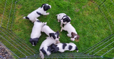 English Springer Spaniel dogs - Advert 9