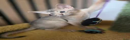 Abyssinian cats for sale: Beautiful Abyssinian Kitten  - Advert 9