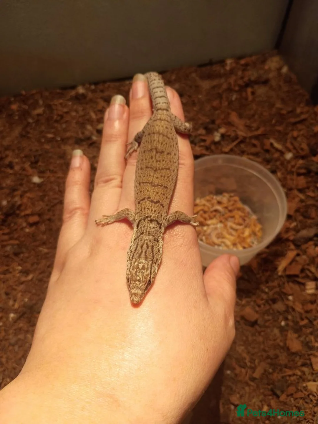 Lizard reptiles for sale: male Pygmy mulga monitor - Advert 5