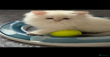 Scottish Fold cats - Advert 5