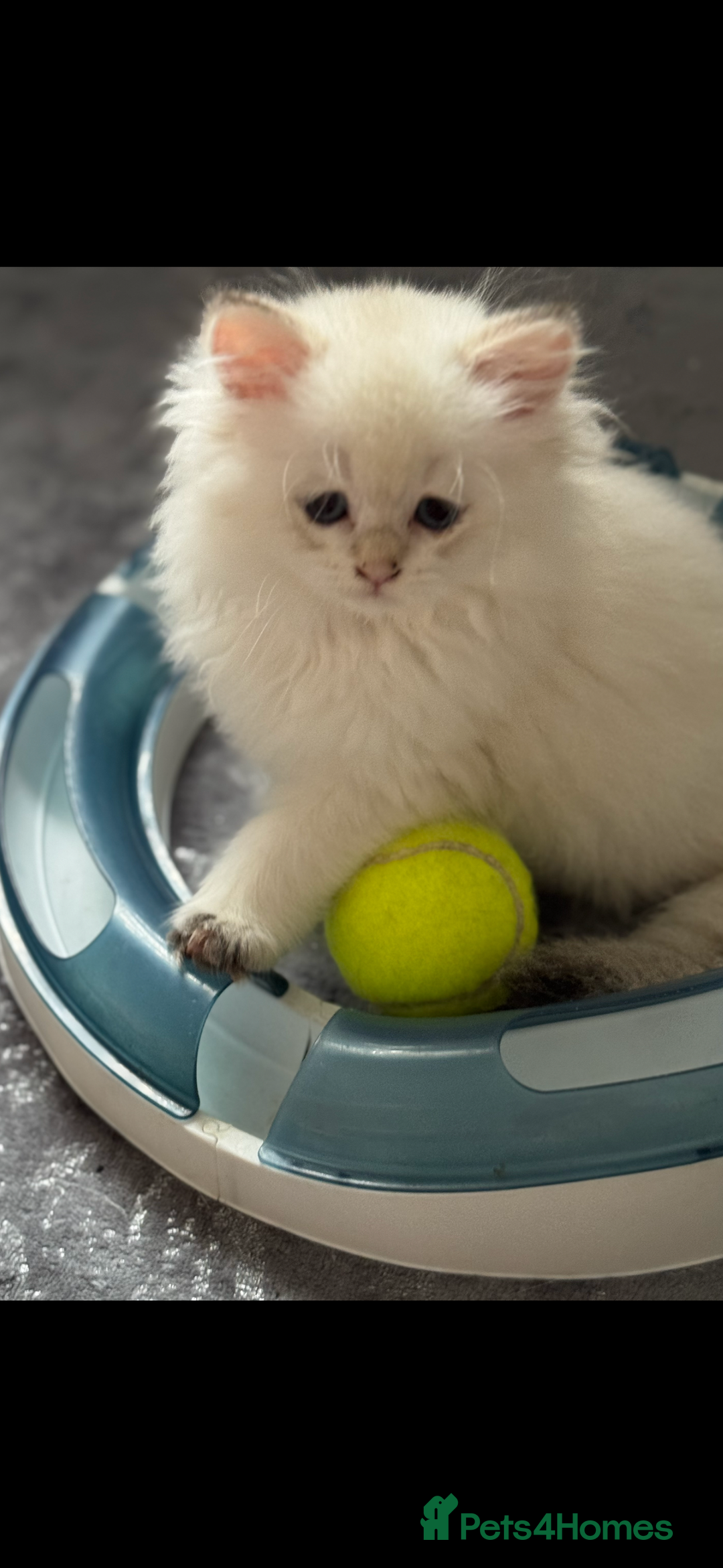 Scottish Fold cats for sale: purebred kittens Gold Scottish Fold Chinchilla - Image 2