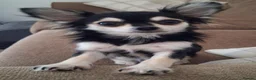 Chihuahua dogs for sale: Small Chihuahua - Advert 1
