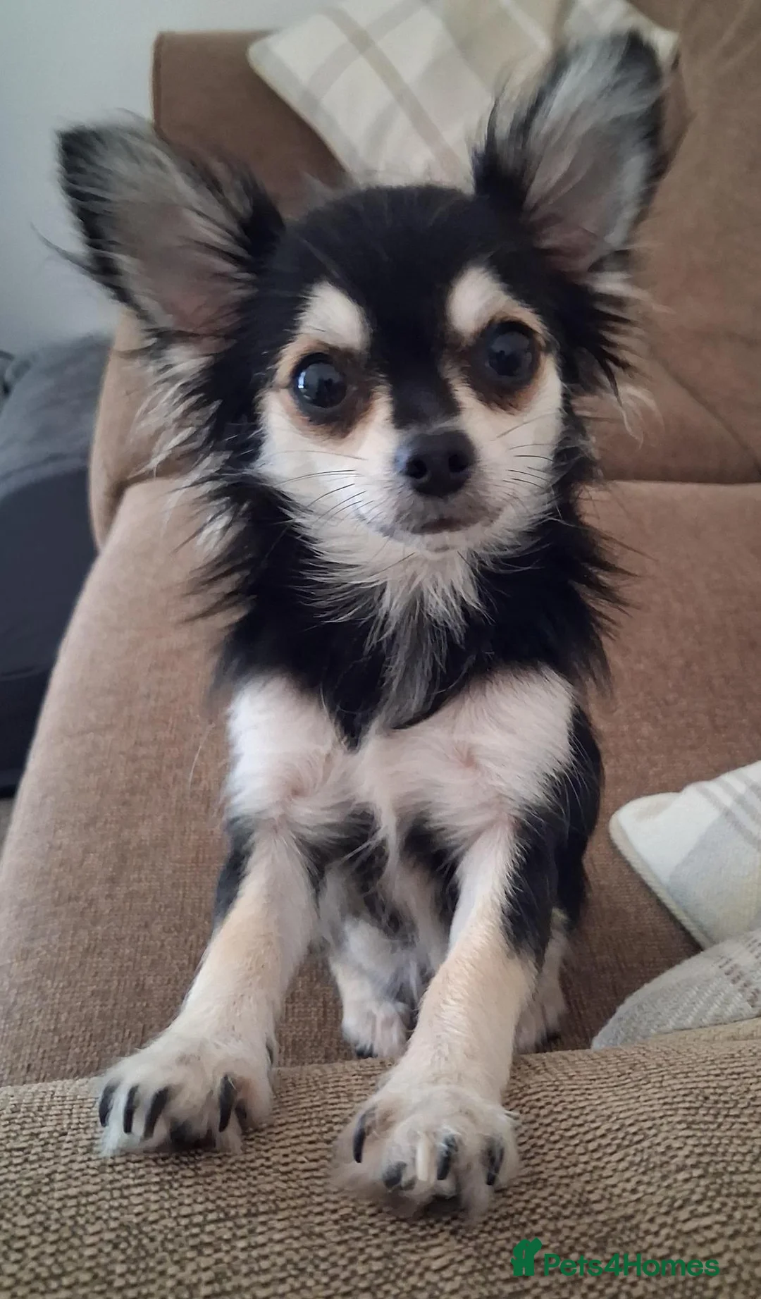 Chihuahua dogs for sale: Small Chihuahua - Advert 1