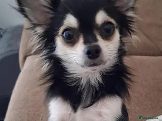 Chihuahua dogs Small Chihuahua - Advert 6