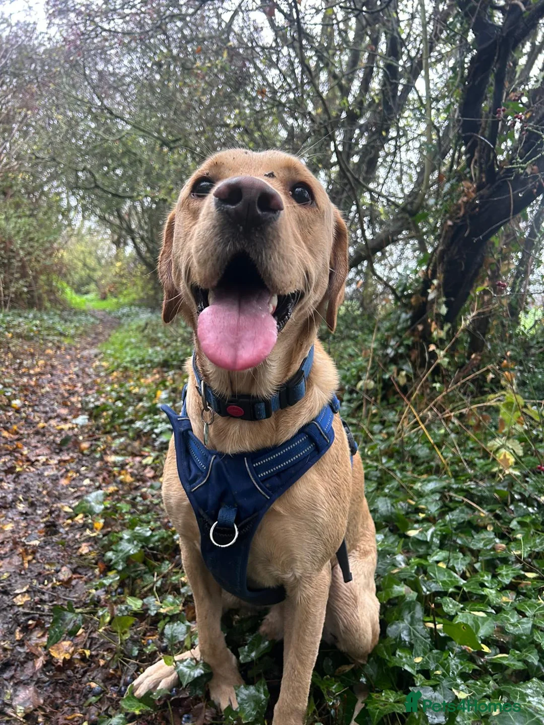 Labrador Retriever dogs for stud: Gorgeous KC Purebred Yellow Labrador For Stud - Advert 23