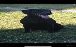 Cockerdor dogs for sale: Outstanding working gun puppies  - Image 23