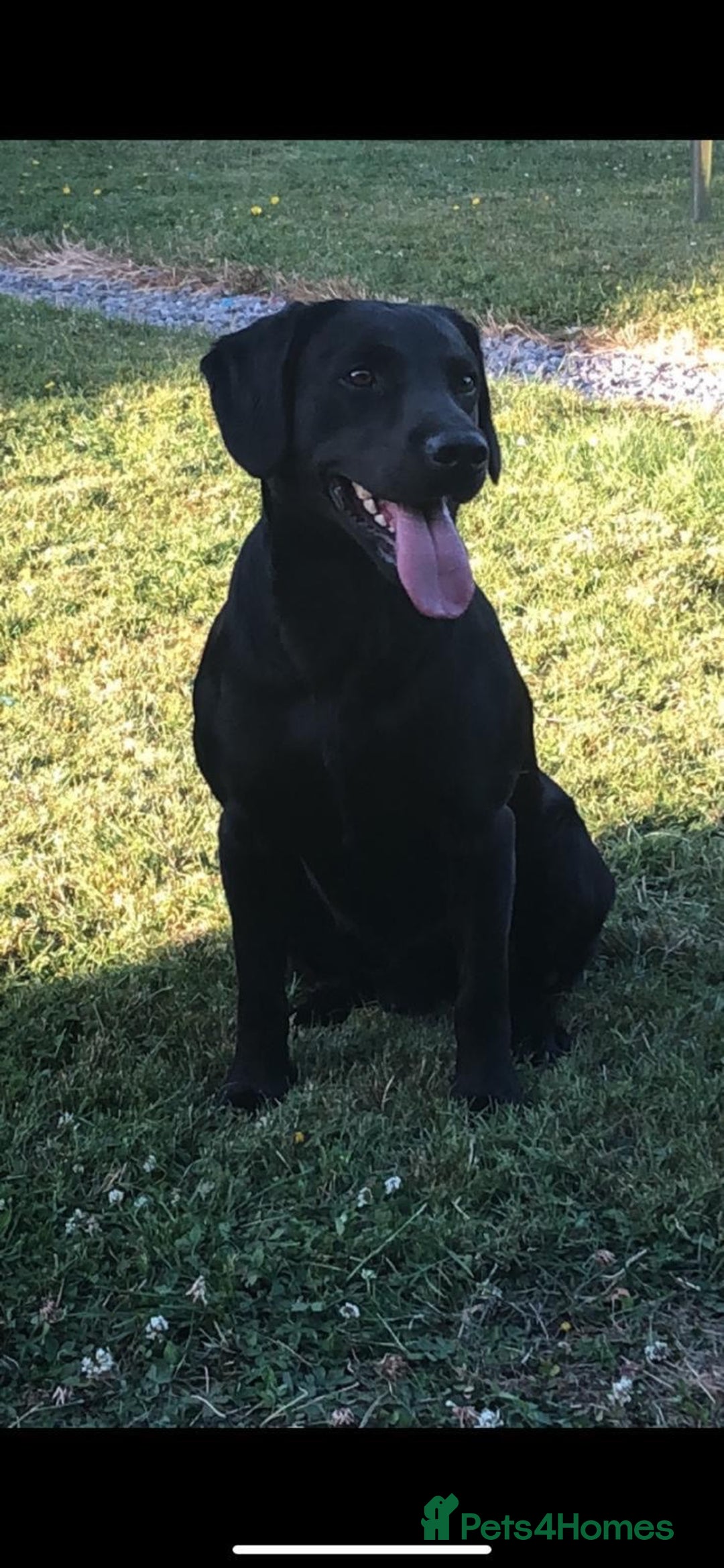 Cockerdor dogs for sale: Outstanding working gun puppies  - Image 23
