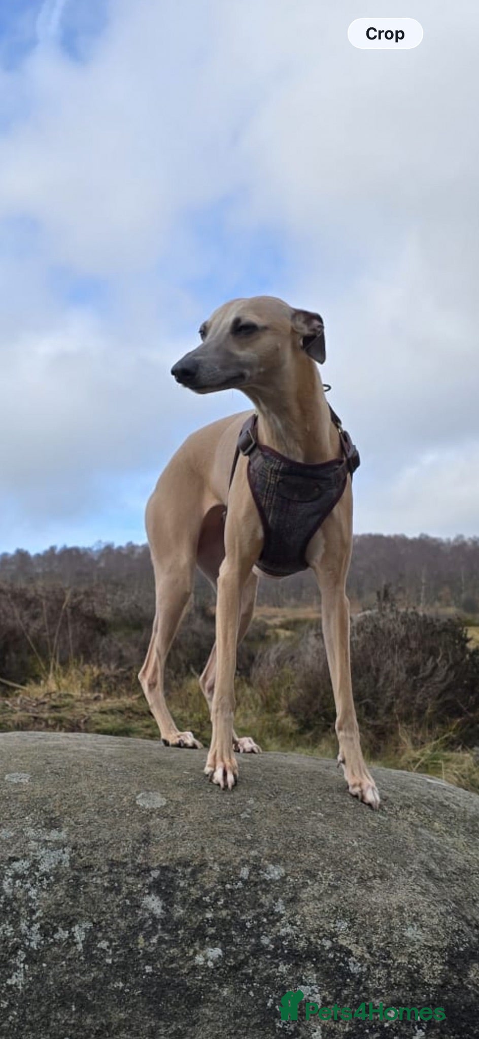 Whippet dogs Female Whippet 2 years old - Advert 3