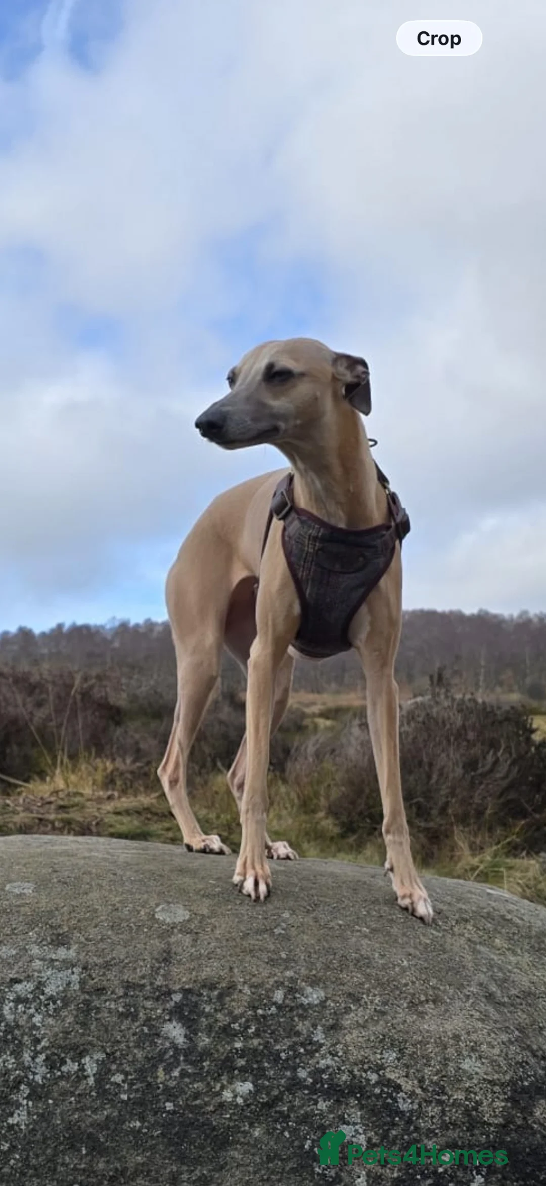 Whippet dogs for sale: Female Whippet 2 years old - Advert 1