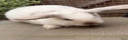 Mini Lop rabbits for sale: Mini Lop Girls - Advert 8