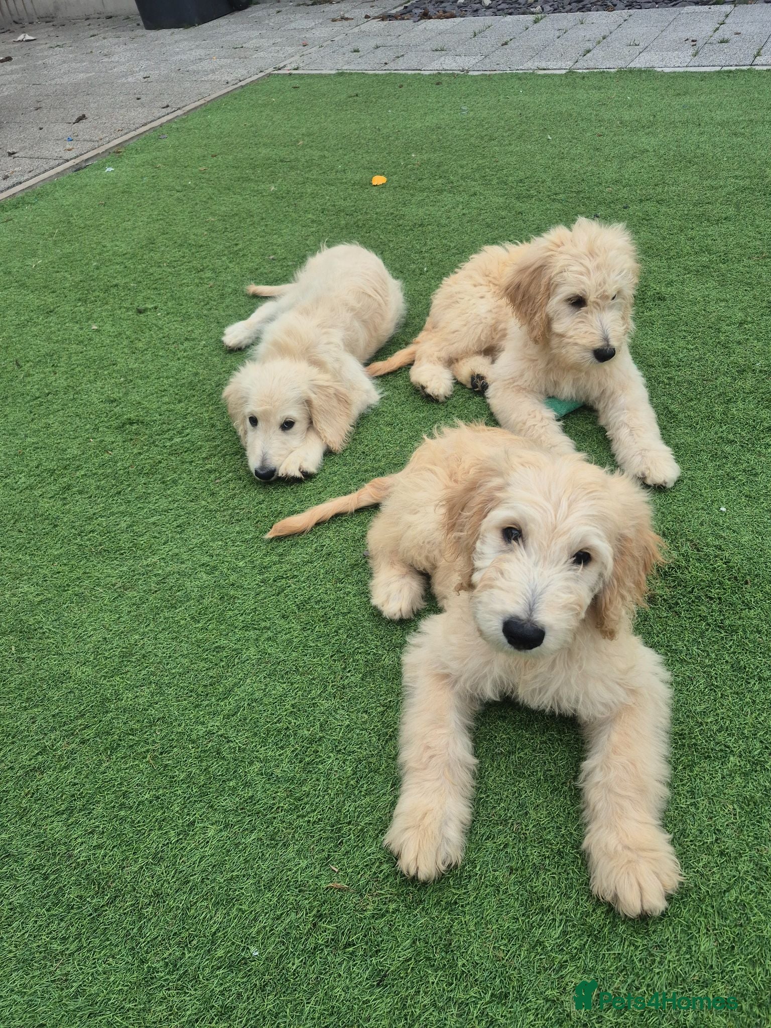 Goldendoodle dogs F1 standard goldendoodle  - Advert 2