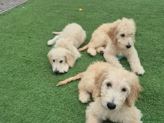 Goldendoodle dogs F1 standard goldendoodle - Advert 2