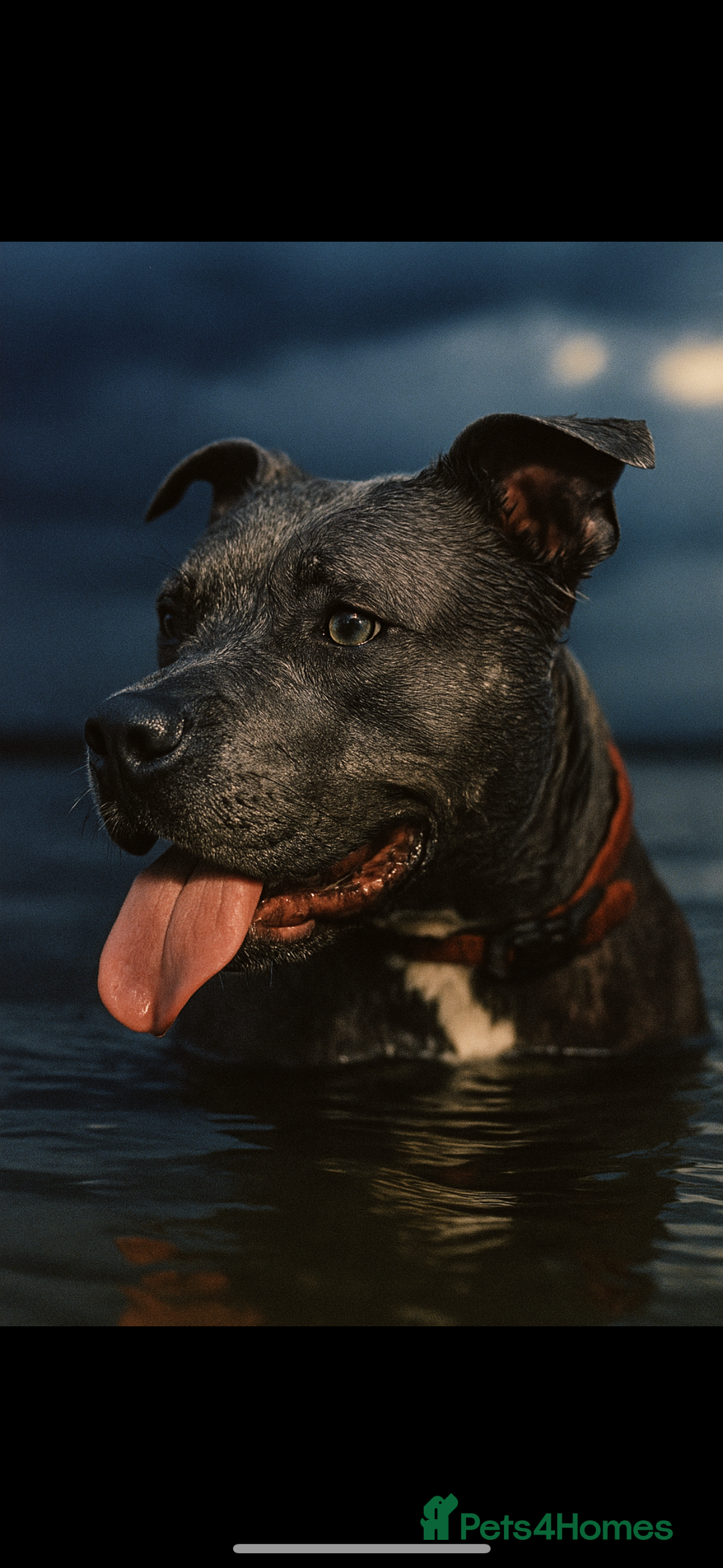 Staffordshire Bull Terrier dogs for sale: Pedigree blue kc reg staffordshire bull terrier  - Image 5