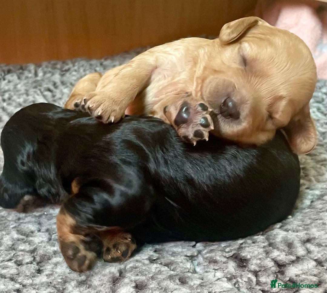 Cavapoo dogs for sale: Cavapoo - Image 29