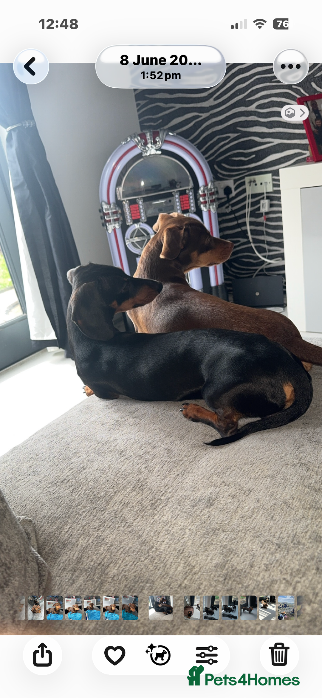 Miniature Dachshund dogs for sale: Miniature dachshund  - Advert 5