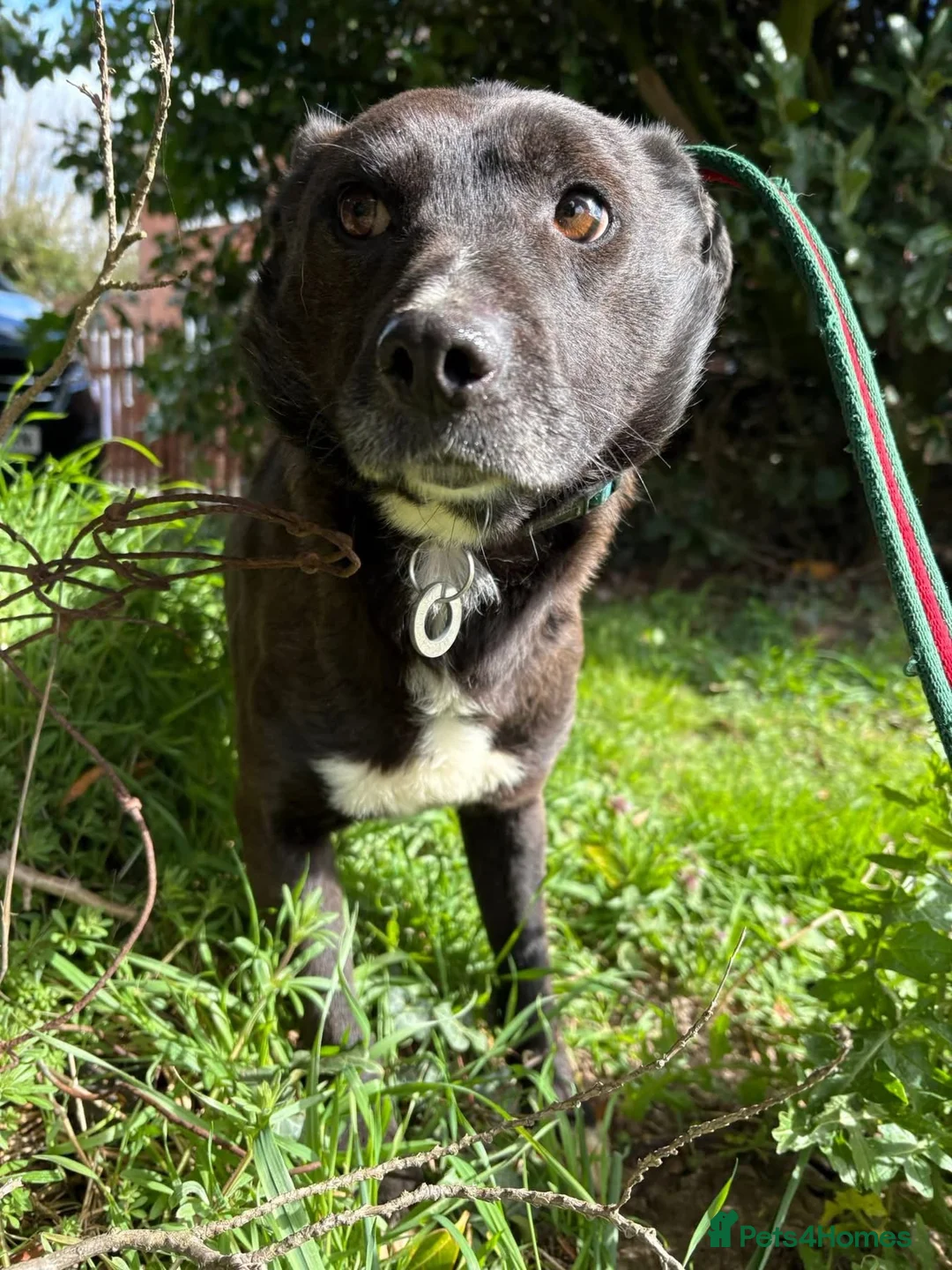 Mixed Breed dogs for adoption: Penfold - Norwich Norfolk  in Norwich - Advert 2