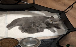 British Shorthair cats for sale: Lilac and Black British Shorthair kittens  - Image 12
