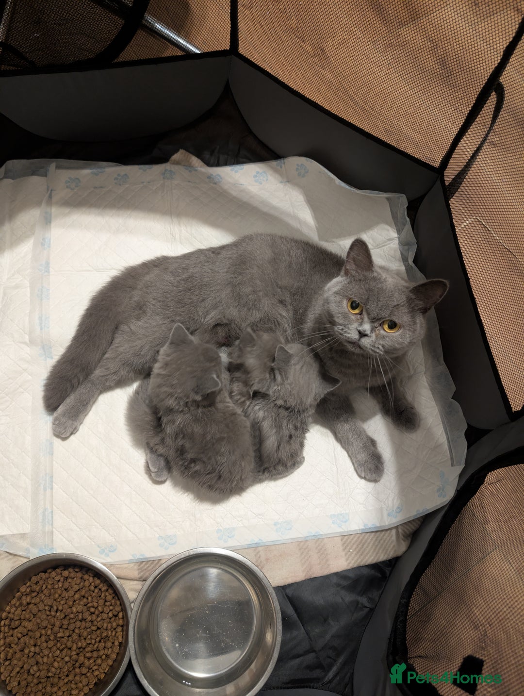 British Shorthair cats for sale: Lilac and Black British Shorthair kittens  - Image 12
