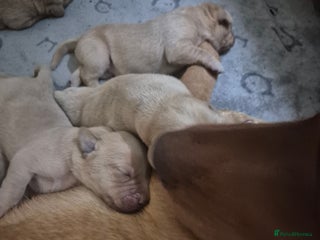Labrador Retriever dogs Kc registered fox red puppies - Advert 2