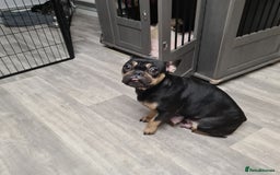 Mixed Breed dogs for sale: 9 French chihuahua - Advert 4